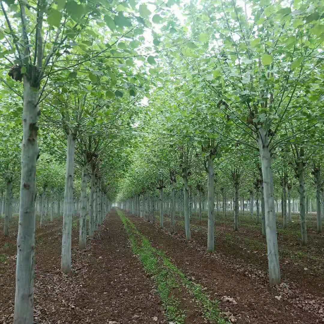 甘孜14公分法桐种植基地