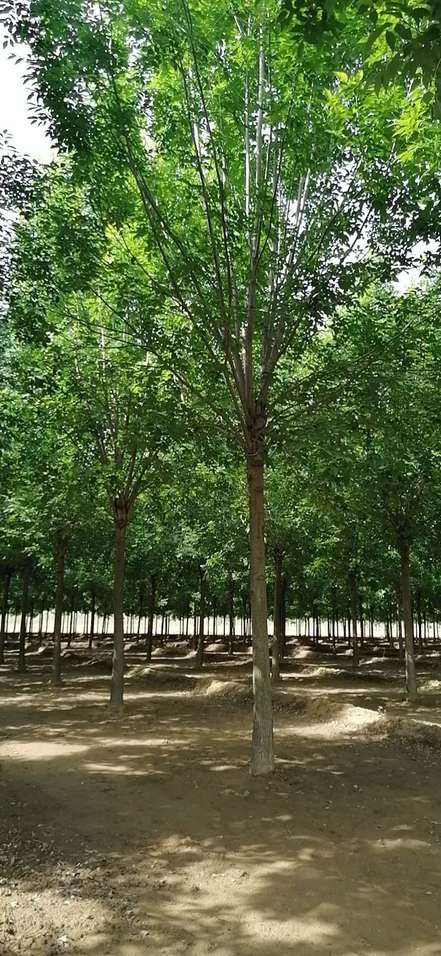 福州22公分白蜡树价格