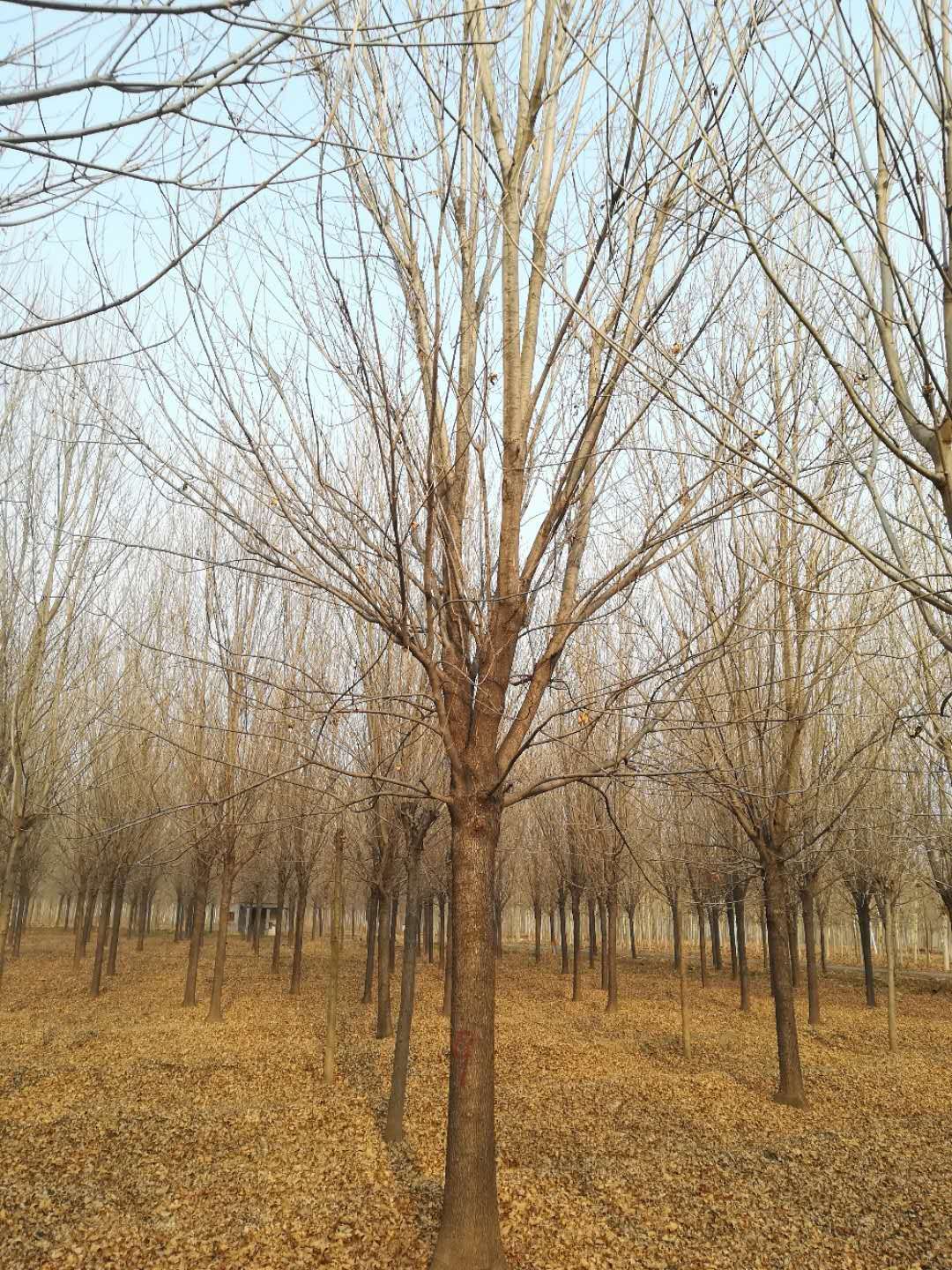 新丰白蜡树栽培密度