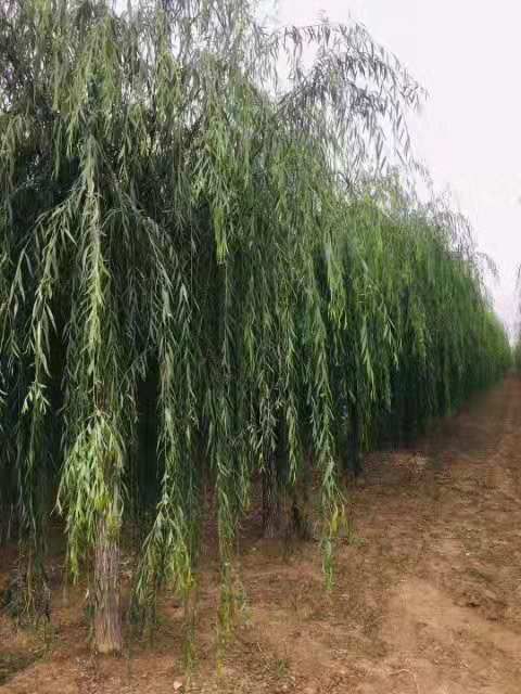 东兴10公分垂柳栽培密度