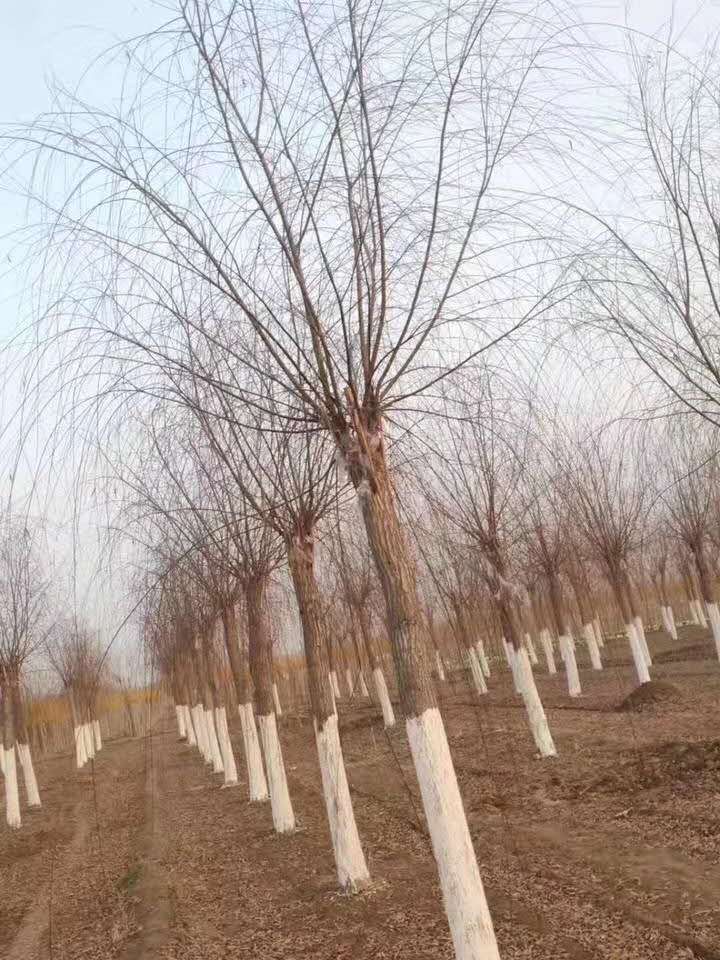 荆州垂柳树价格