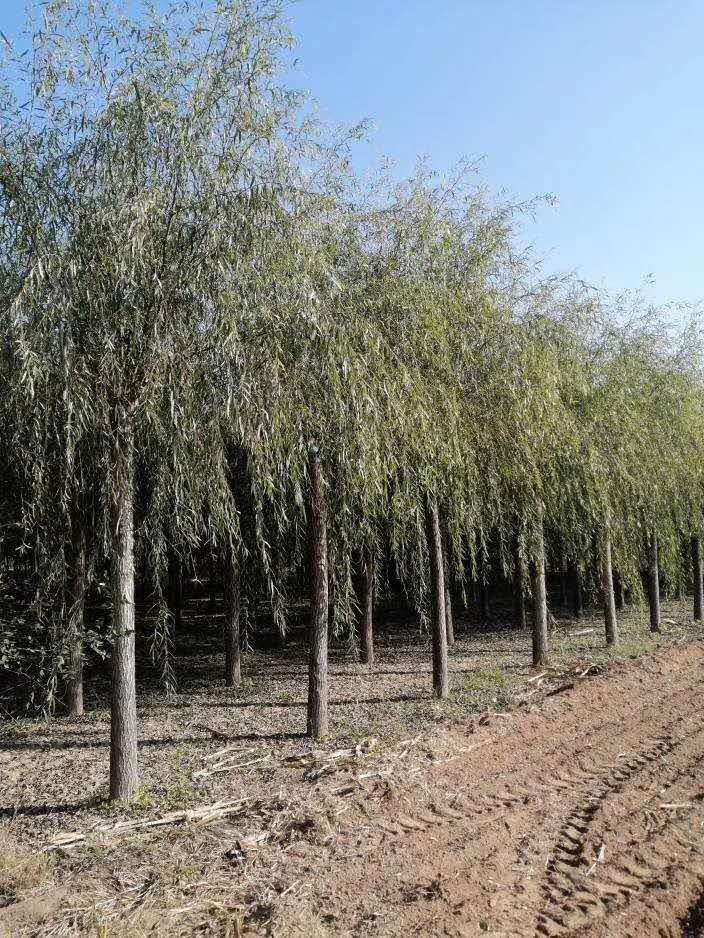 邢台16公分垂柳种植基地
