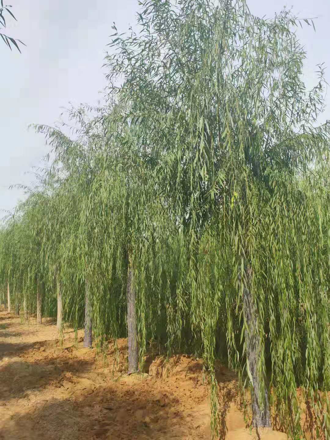 黄埔垂柳栽培密度
